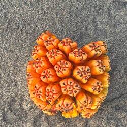 something from a palm tree... 🤷🏼‍♀️