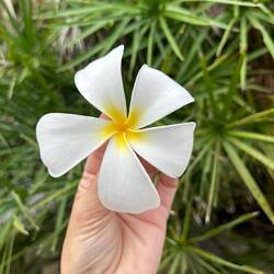 Frangipani / Plumeria - this smell! 🥰