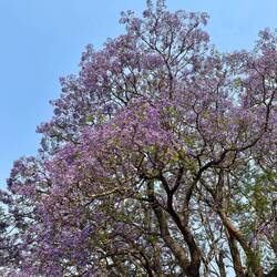 Jacaranda-Liebe