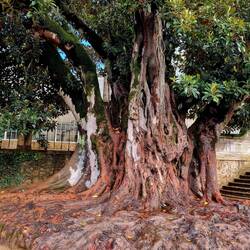 ... mit dem eindrücklichen Ficus!