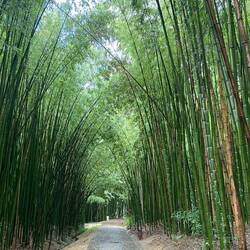 Bambus-Allee...