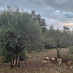 150jähriger Olivenbaum mit Hühner und Hahn Hector!