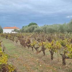 Trauben- und Olivenhain auf der Quinta!