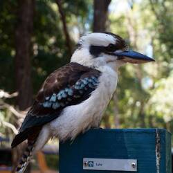 Ein Kookaburra (Lachender Hans)