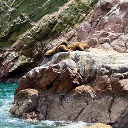 Schöön am umeplegerä😄🦭