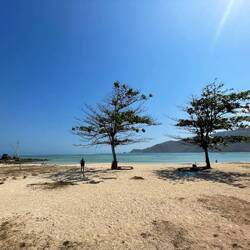 A few trees at Kuta Beach