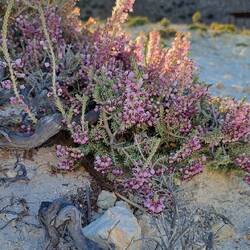 Hier wächst sogar Heidekraut