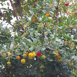 Hier blüht vieles noch