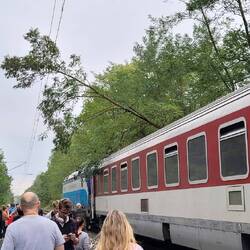 Tree fell on our train
