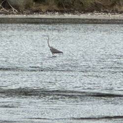 Auch Fischreiher sind hier zu sehen.