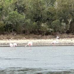 Flamingos in der Lagune