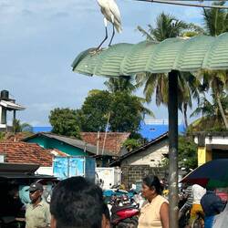 waiting for breakfast