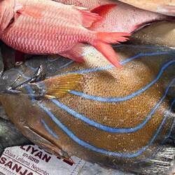 the blue stripes... 👍🏻