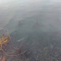 Wer entdeckt die Robbe?