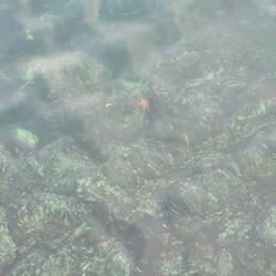 Wer findet den Seestern?