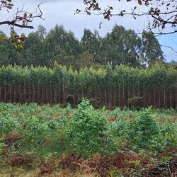 Small, medium and large trees.