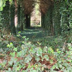 An enchanted forest.