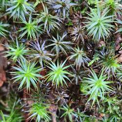 Plants growing in the rocks.