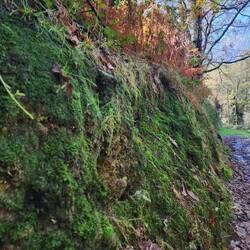 Moss covered rock wall.