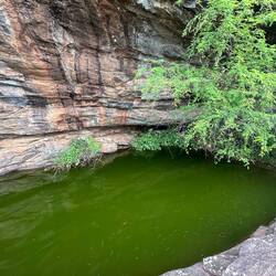 How do the fish came up here?