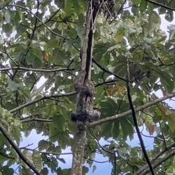 Ein aktives Faultier 🦥