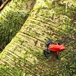 Ein winzig kleiner Frosch 🐸