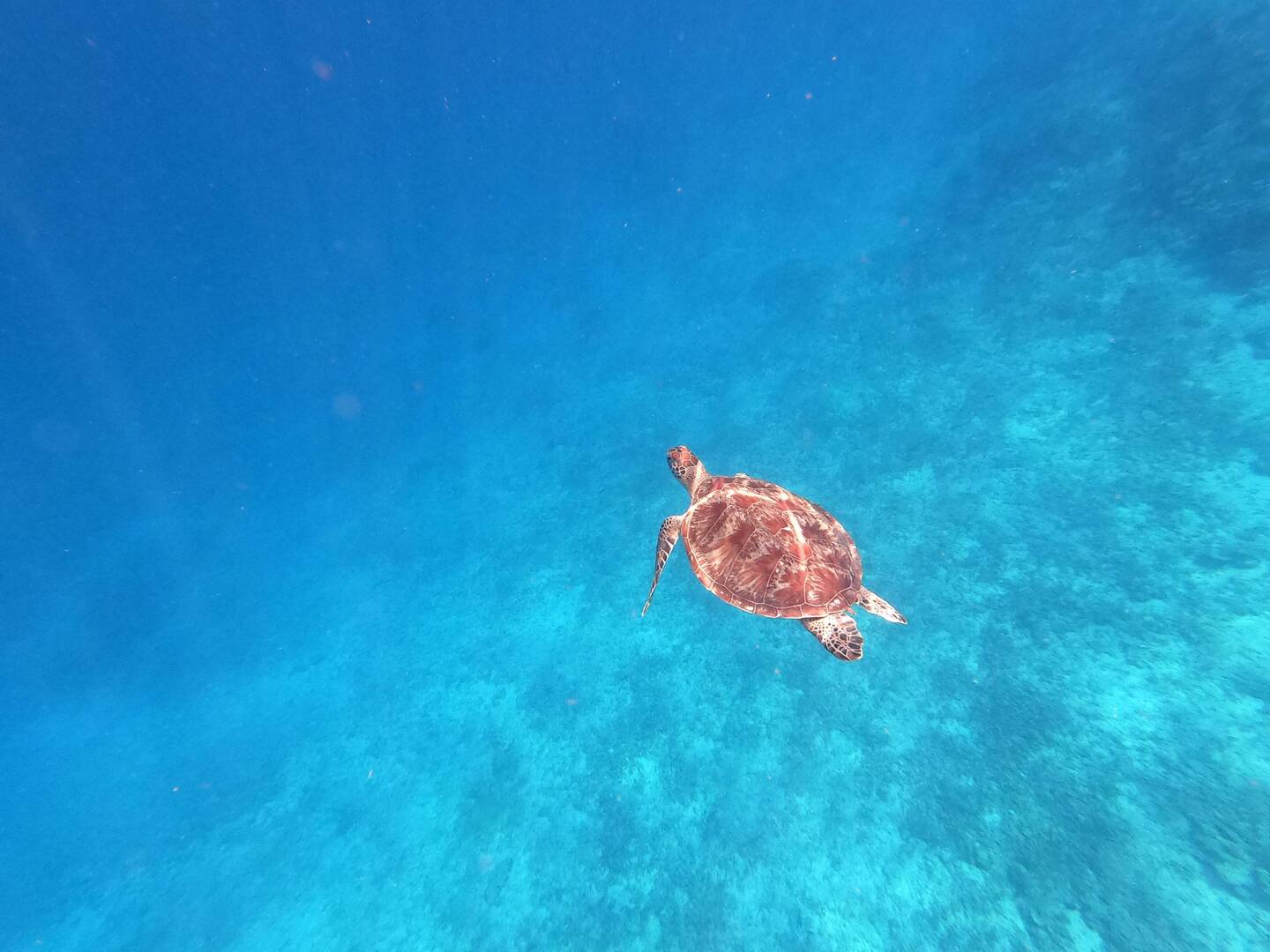The majestically floating turtle on my snorkelling trip on Gili T.