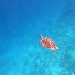 The majestically floating turtle on my snorkelling trip on Gili T.
