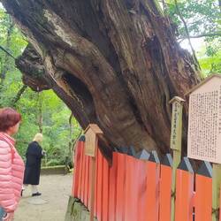 Probably the widest tree I've ever seen