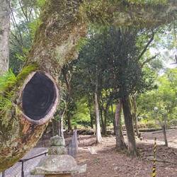 Probably the weirdest tree I've ever seen