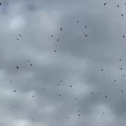 thousands of swallows live here / Schwalben ohne Ende