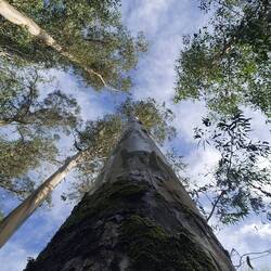 Artsy shot up a tree trunk