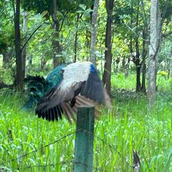 wenn ein Pfau fliegt / when a peacock flies