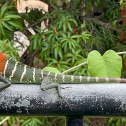 Green garden lizard (male)