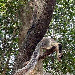 Giant Squirrel / Riesenhörnchen