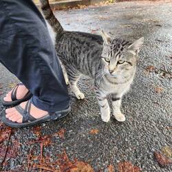 Making friends with all the kitties.