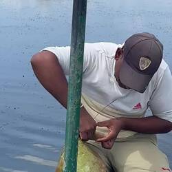 Hutmacherei: Seerosenblatt & Wasserhyazinthe