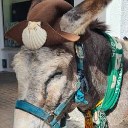 Herr Esel pilgert mit