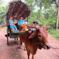 Hatten wir auf der Hintour noch den Ochsen...