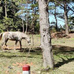 Een zebra-paard?