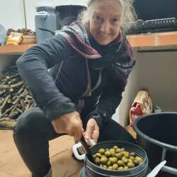Speiseoliven werden gesalzen und gekehrt!