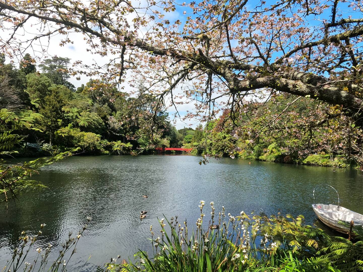 Après le Mt Fuji, c'est Hanami!