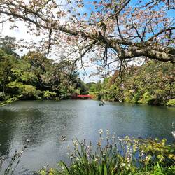 Après le Mt Fuji, c'est Hanami!