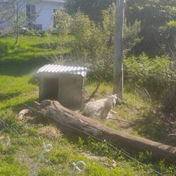 La chèvre pour hipster.