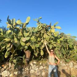 Massive prickly pear cactus