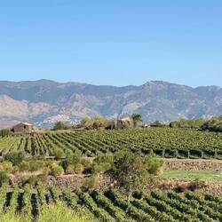 Mt Etna Wineries