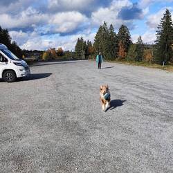 Und Nila gehts auch besser, sie klaut Mützen 🐶🧢 🤗