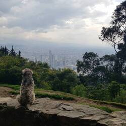 Auf halbem Weg zum Stadtberg Monserrate 🐶