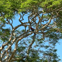 Wilde Papageien 🤩