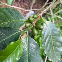 Arabica coffee beans